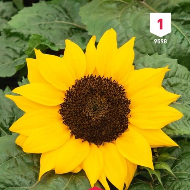 Soleil / Tournesol à coeur noir