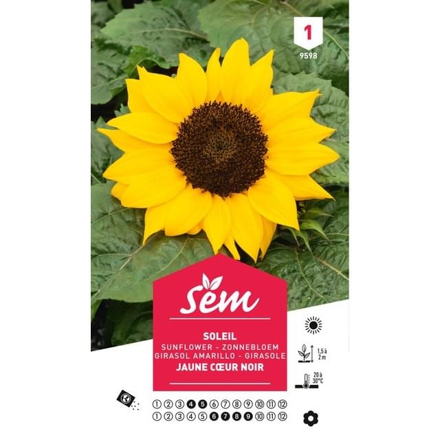 Soleil / Tournesol à coeur noir (sachet)