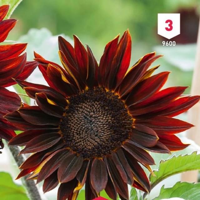 Soleil / Tournesol à coeur rouge