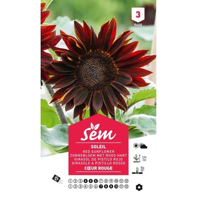 Soleil / Tournesol à coeur rouge (sachet)