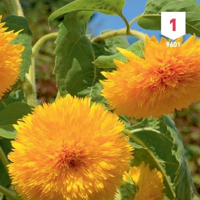 Soleil / Tournesol géant de Californie à fleurs doubles