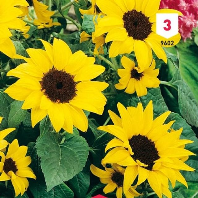 Soleil / Tournesol nain multiflore en mélange