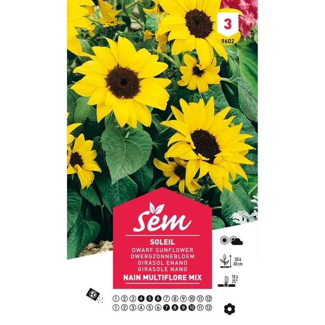 Soleil / Tournesol nain multiflore en mélange (sachet)
