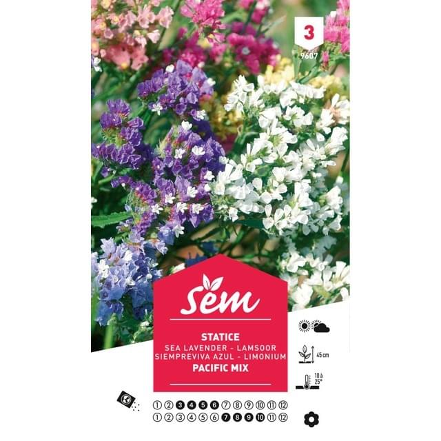 Statice Pacific en mélange (sachet)