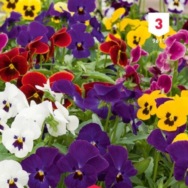 Viola cornuta