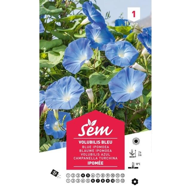 Volubilis bleu (sachet)