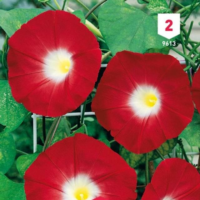 Volubilis à fleur rouge