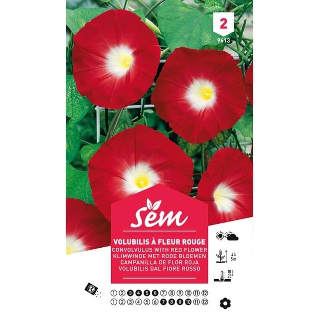 Volubilis à fleur rouge (sachet)