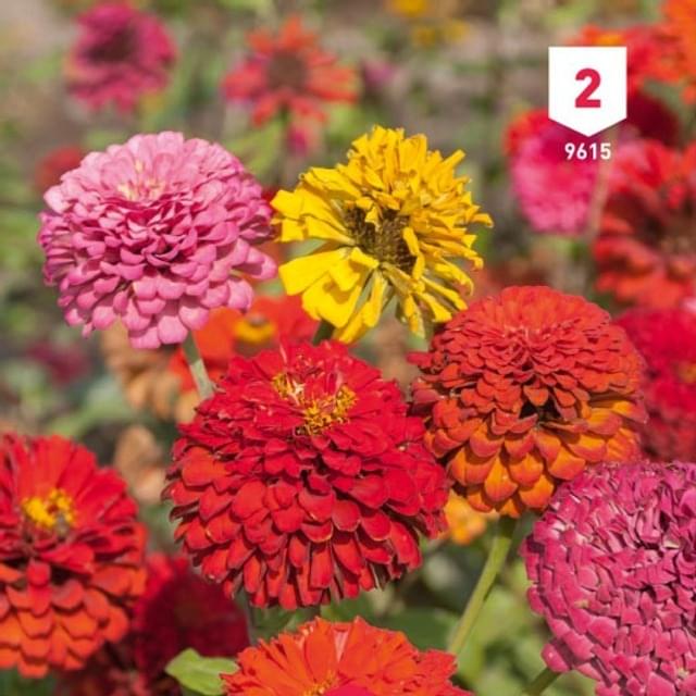 Zinnia double à fleur monstrueuse