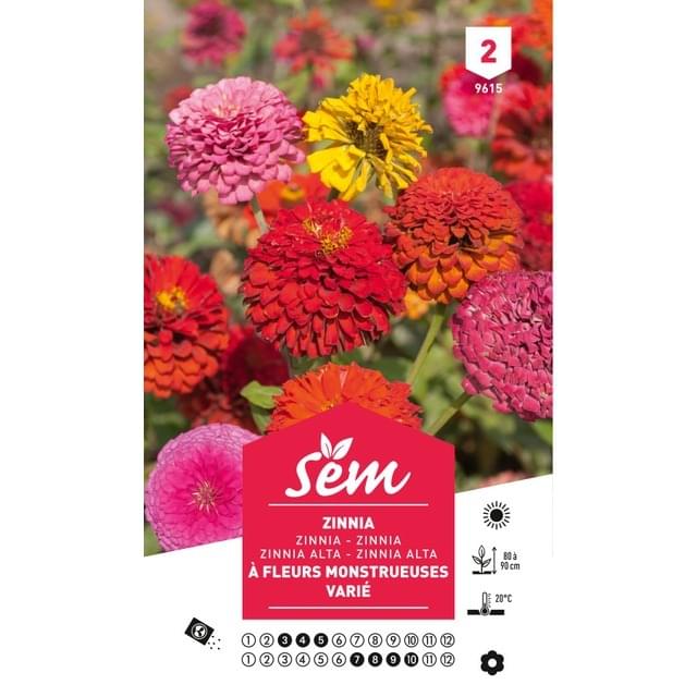 Zinnia double à fleur monstrueuse (sachet)