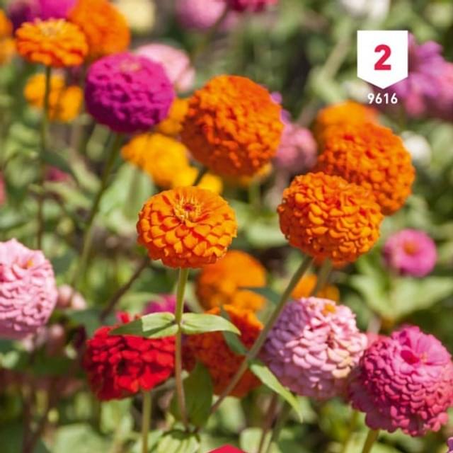 Zinnia Lilliput varié