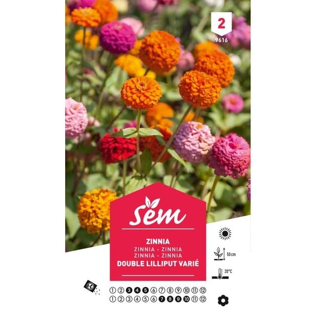 Zinnia Lilliput varié (sachet)