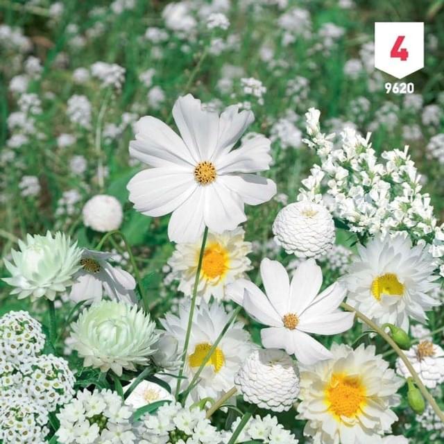 Mélange bouquet de fleuristes blanc XXL