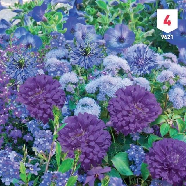 Mélange bouquet de fleuristes bleu XXL