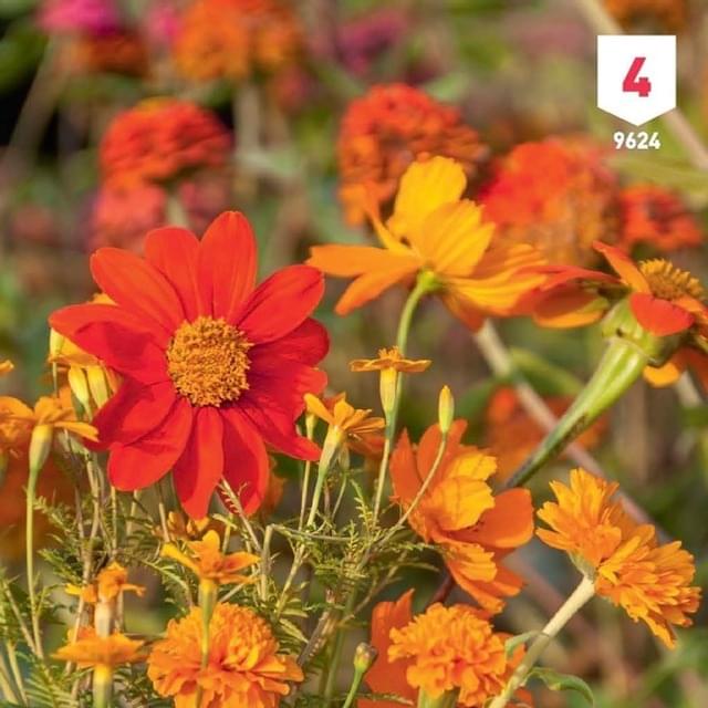 Mélange bouquet de fleuristes orange XXL