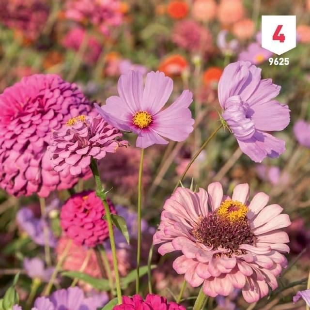 Mélange bouquet de fleuristes Rose XXL