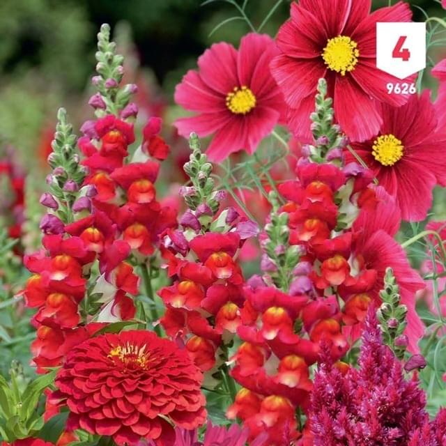 Mélange bouquet de fleuristes rouge XXL