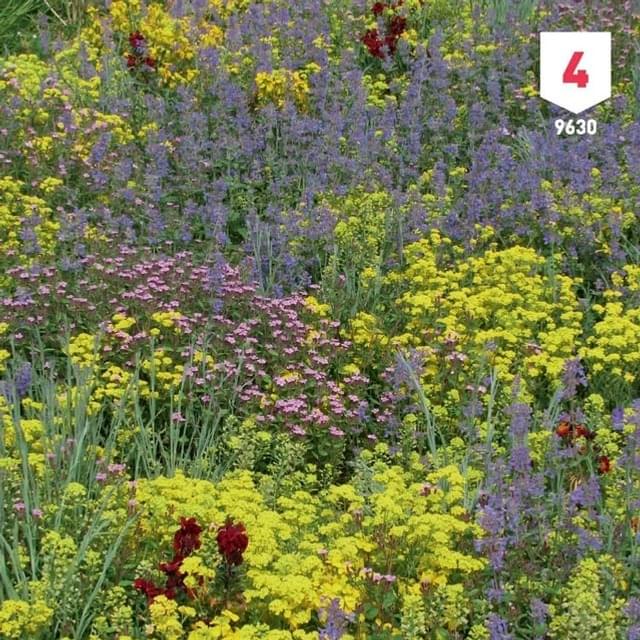 Fleurs des montagnes en mélange XXL