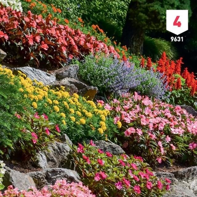 Fleurs en mélange rocailles XXL
