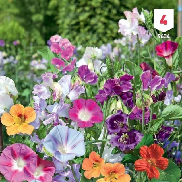 Fleurs grimpantes en mélange XXL