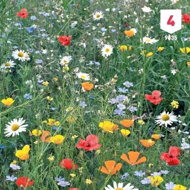 Fleurs de campagne en mélange XXL