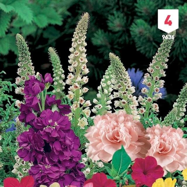 Fleurs mille senteurs en mélange XXL