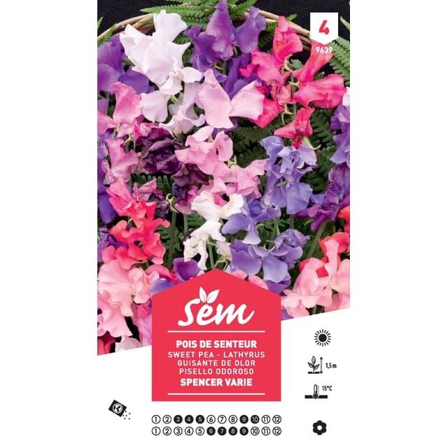 Pois de senteur varié Spencer XXL (sachet)
