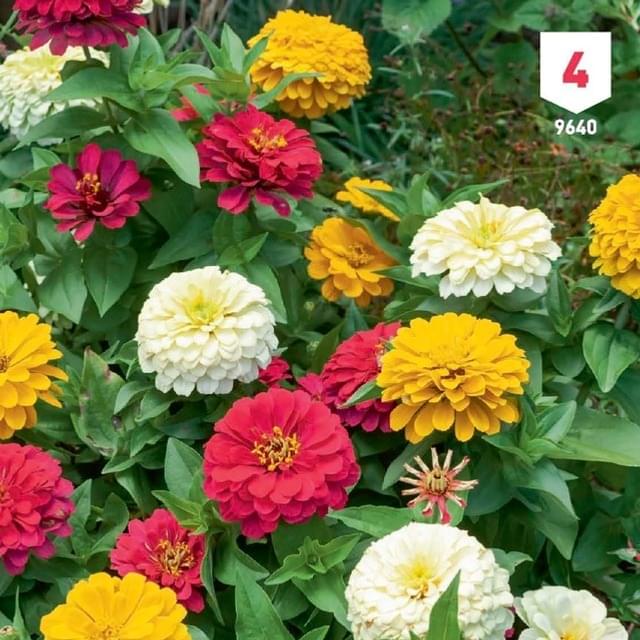 Zinnia double à fleurs variées XXL