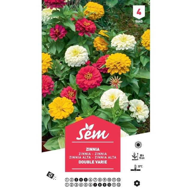 Zinnia double à fleurs variées XXL (sachet)