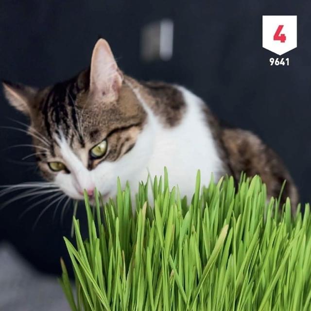 Herbe à chat XXL