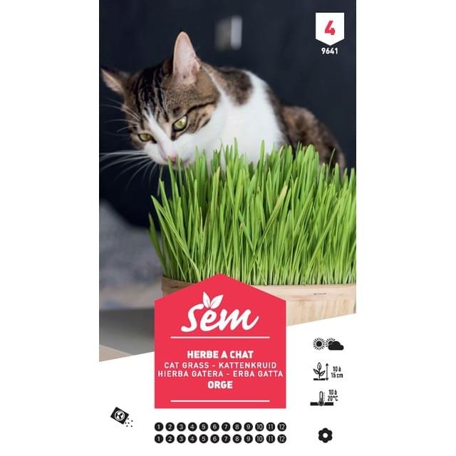 Herbe à chat XXL (sachet)