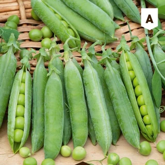 Pois petit Provençal (grain rond)