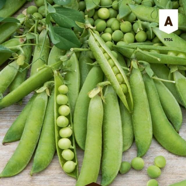 Pois nain à grain Merveille de Kelvedon