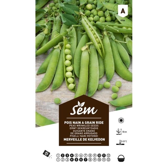 Pois nain à grain Merveille de Kelvedon (sachet)