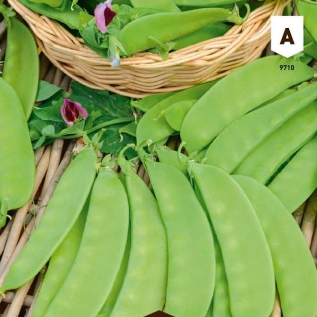 Pois mangetout Carouby