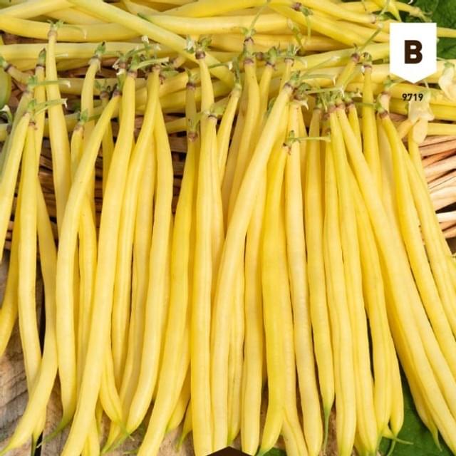Haricot nain Roi des Beurres