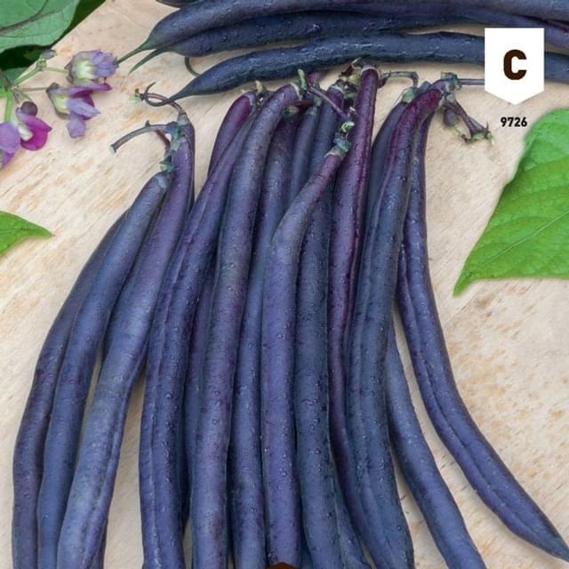 Haricot nain violet Améthyst