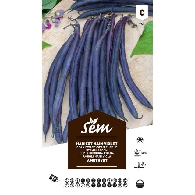 Haricot nain violet Améthyst (sachet)