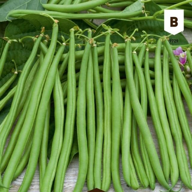 Haricot nain mangetout Rugally