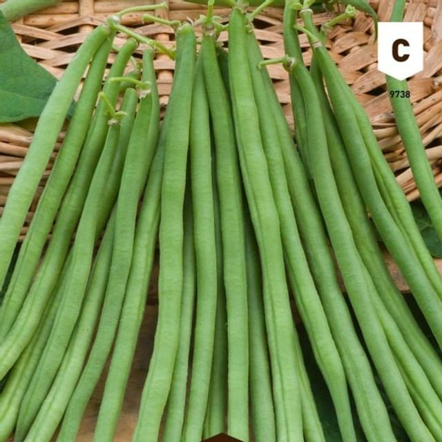 Haricot Dominal (Sansoucy)