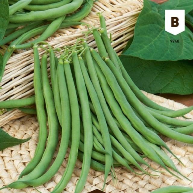 Haricot nain fin de Bagnols