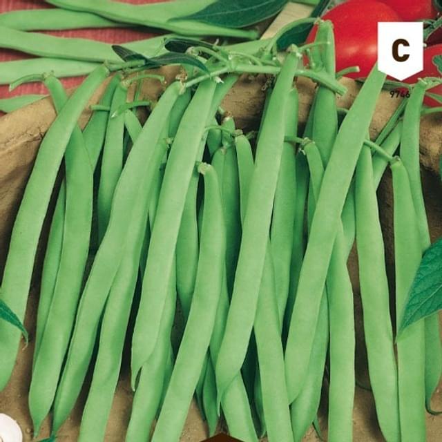 Haricot mangetout à rames Phénomène
