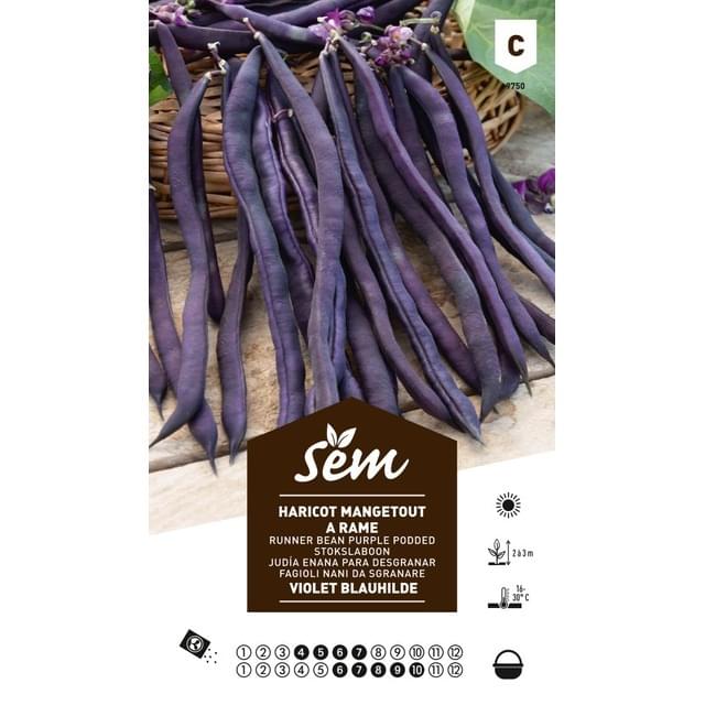 Haricot à rame mangetout violet Blauhilde (sachet)