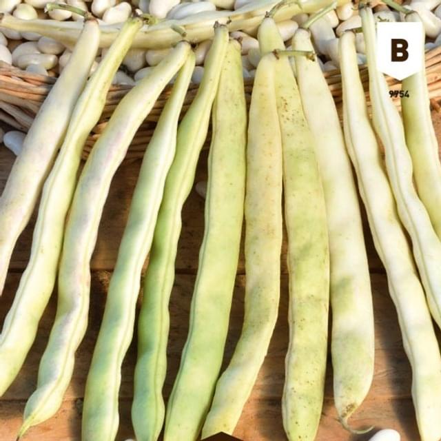 Haricot nain à écosser Mogex