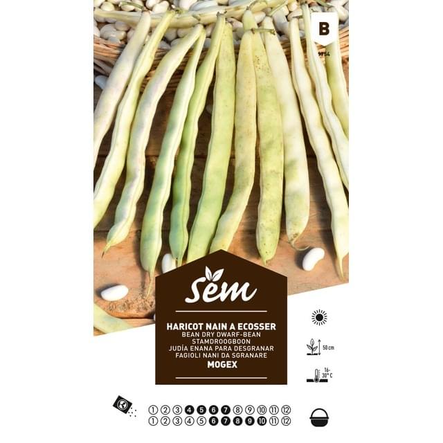 Haricot nain à écosser Mogex (sachet)