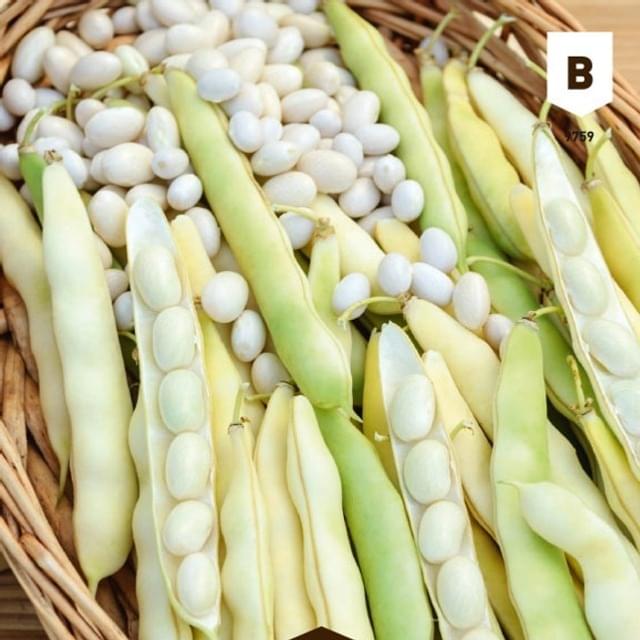 Haricot nain Coco blanc précoce