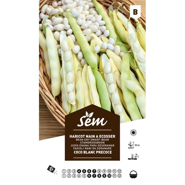 Haricot nain Coco blanc précoce (sachet)