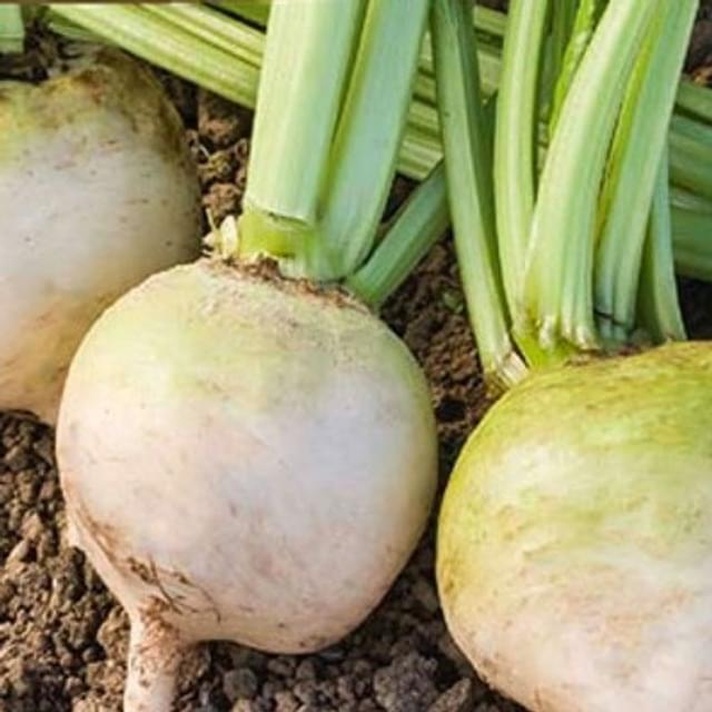 Betterave Albina Vereduna