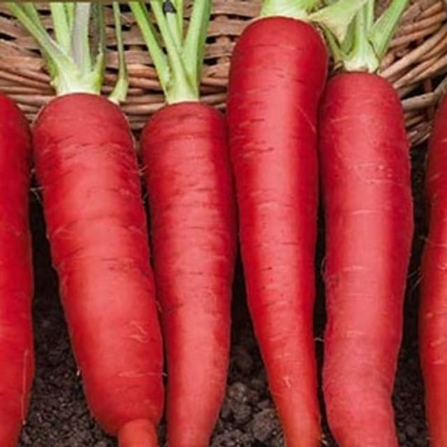 Carotte Atomic red