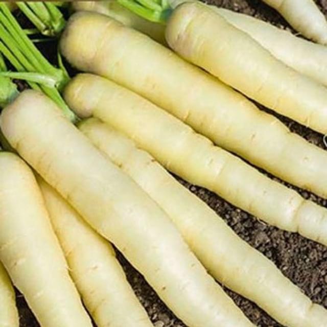 Carotte white satin purple